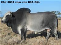 K6K 3094 vaar van B 04-064