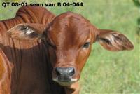 QT 08-01 seun van B 04-064