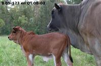 B 05-123 en QT 08-03