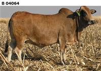 B 04-064
