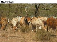 Mogwooni
