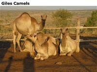 GilesCamels