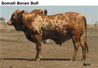 SomaliBoranBull