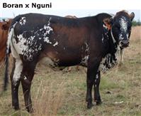 BoranxNguni