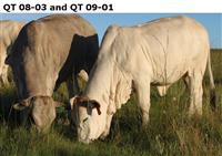 QT 08-03 and QT 09-01