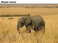 Masaimara