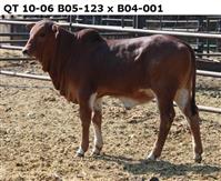 QT 10-06. B 05-123 x B 04-001