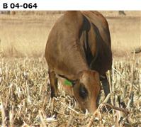 B 04-064