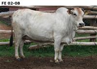 FE02-08
