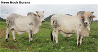 HaveHookBorans