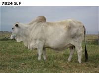 7824S.F