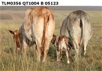 TLM 03-56. QT 10-04. B 05-123