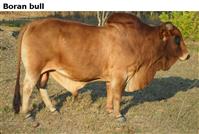 Boranbull