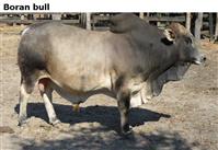 Boranbull
