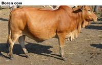 Borancow