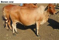 Borancow