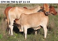 CFH 06-760 en QT11-14