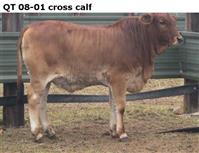 QT08-01crosscalf