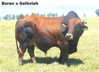 BoranxGelbvieh