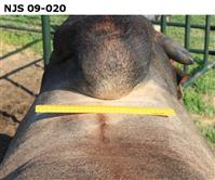 NJS 09-020 THE BEAST