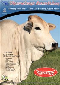 Mpumalanga Boran Veiling