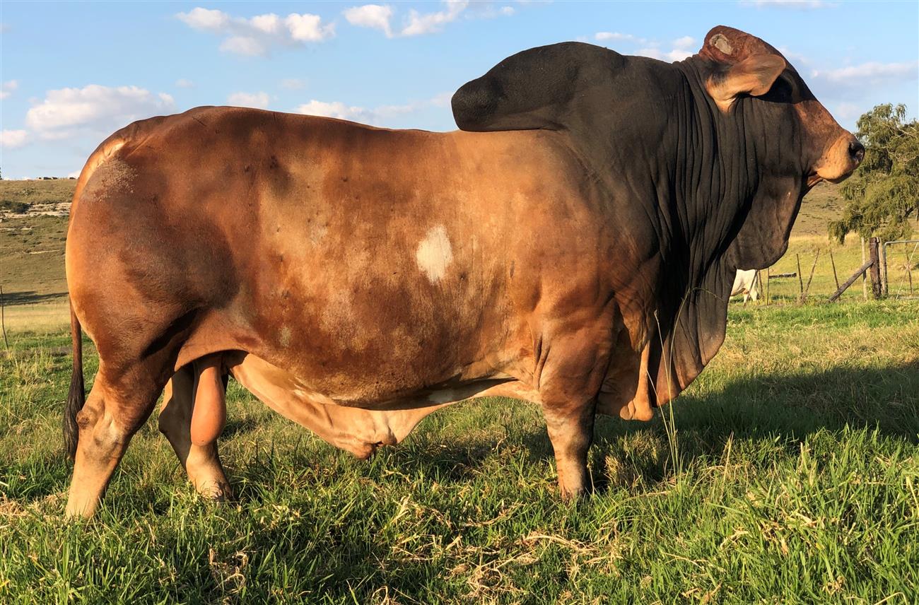 QT 16-44 CANON (Hollenbach)