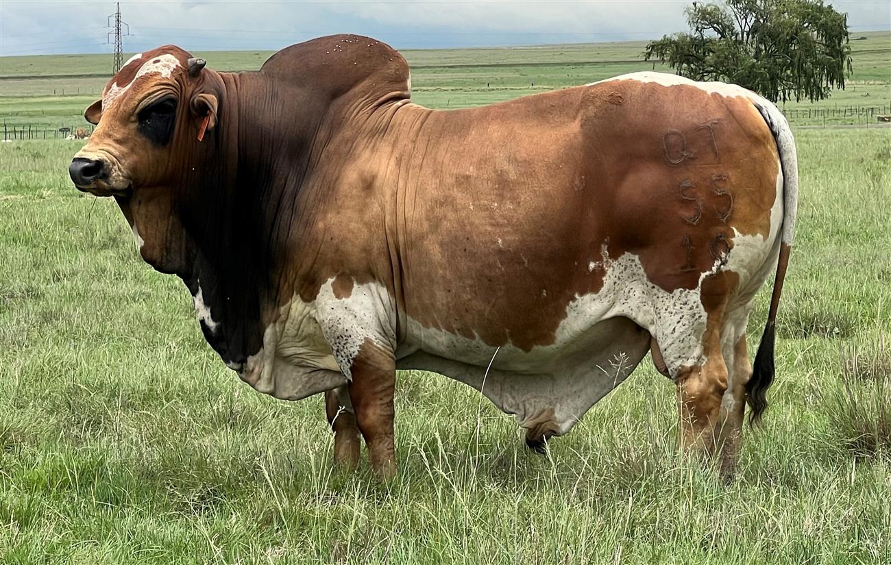 QT 19-55 JACK (KOJO)