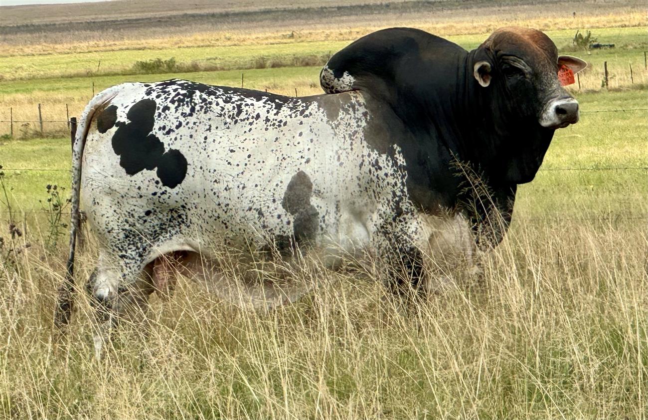 LUD 18-270 ICE (De La Vida)