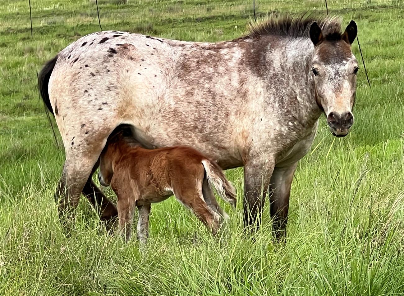 QP 20-01 Doemey Scarlet