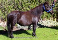 Eduan Spirited Heather