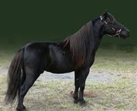  MMC Charming Starlight  Spirit