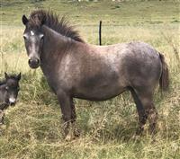 QP 19-01 Doemey Lilly