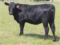 T. QT 17-01 x  Angus