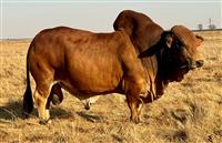 Sire - QT 20-09 ROCKET (CG)