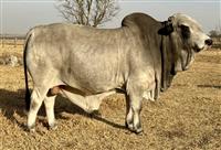 Sire - QT 20-60 JOKER