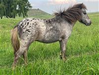 QP 21-01 Doemey Lady 