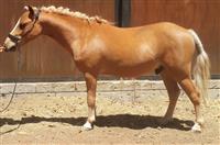 HART-E NEXUS CC18/01